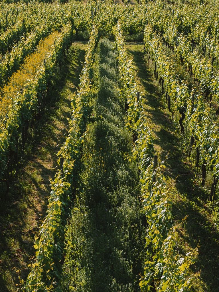 A vineyard row on the Niagara bench in late summer